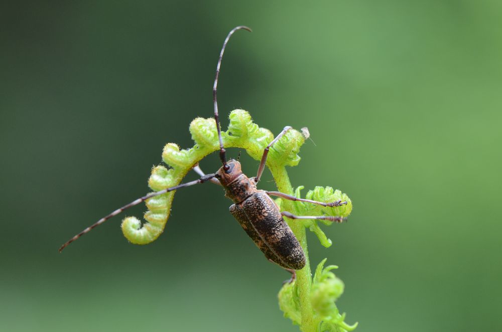 nématode du pin © INRAe Bordeaux
