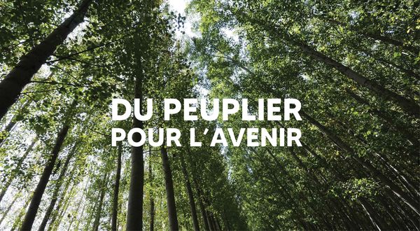 du_peuplier_pour_lavenir
