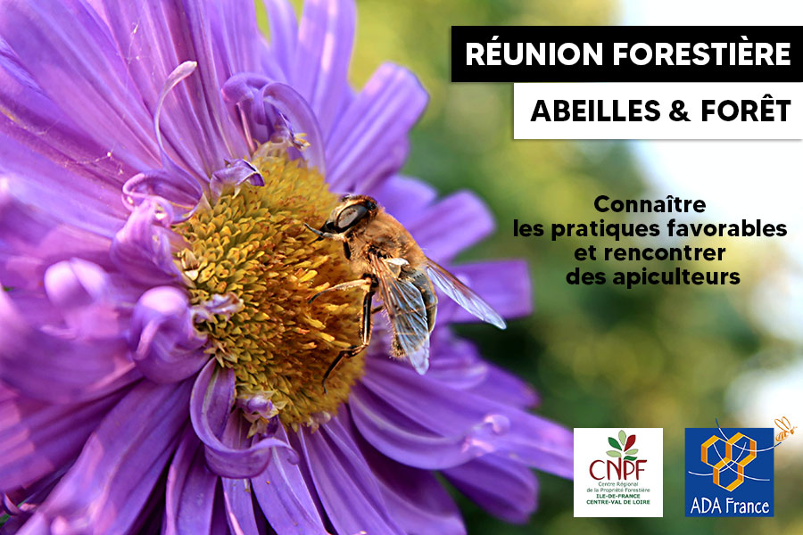 reunion-forestiere-abeilles-et-foret-crpf-adapic-septembre-2021-mazieres-de-touraine